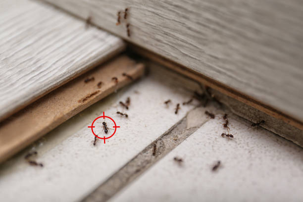Professional Pest Control in Ridgely, TN