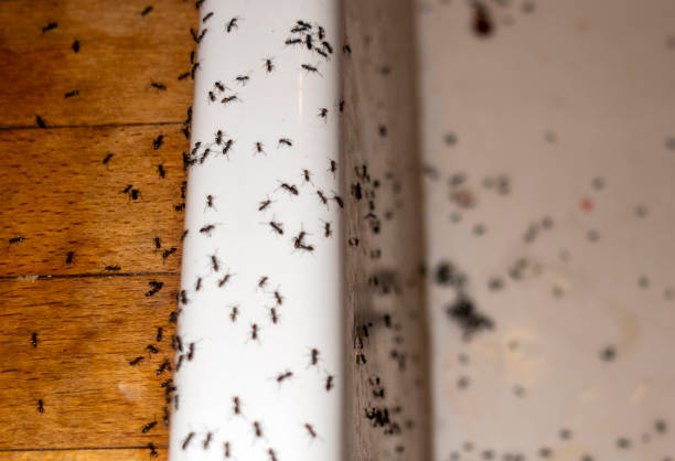 Best Best Pest Control Companies  in Ridgely, TN