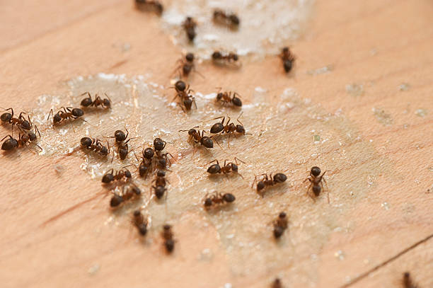 Wasp Removal Services in Ridgely, TN