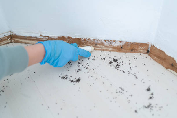 Professional Pest Control in Ridgely, TN